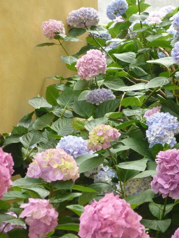 L'Adele Bed & Breakfast Occimiano Zewnętrze zdjęcie